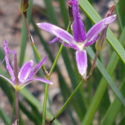 Thysanotus tuberosus subsp. tuberosus (Common Fringe-lily) at Paddys River, ACT - 20 Dec 2020 by tpreston