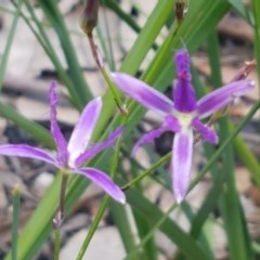 Thysanotus tuberosus subsp. tuberosus at Paddys River, ACT - 20 Dec 2020