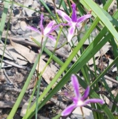 Thysanotus tuberosus subsp. tuberosus at Paddys River, ACT - 20 Dec 2020