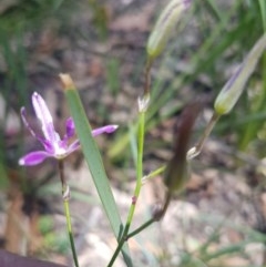 Thysanotus tuberosus subsp. tuberosus at Paddys River, ACT - 20 Dec 2020