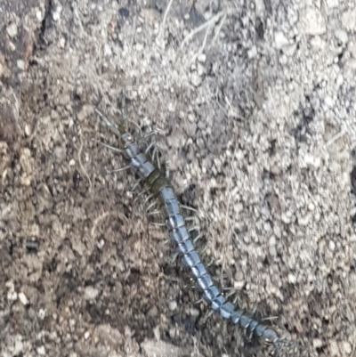 Scolopendromorpha (order) (A centipede) at Paddys River, ACT - 20 Dec 2020 by trevorpreston