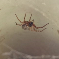 ARANEIDAE at Pambula Beach, NSW - 20 Dec 2020 by KylieWaldon