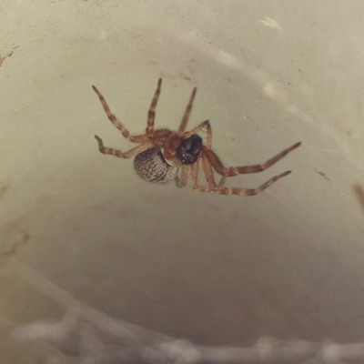 ARANEIDAE at Pambula Beach, NSW - 20 Dec 2020 by KylieWaldon