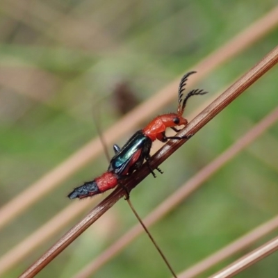 Melyridae (family) (Soft-winged flower beetle) at Aranda, ACT - 18 Dec 2020 by CathB