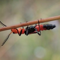 Melyridae (family) at Aranda, ACT - 19 Dec 2020