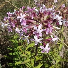 Saponaria officinalis (Soapwort, Bouncing Bet) at Point Hut to Tharwa - 20 Dec 2020 by tpreston