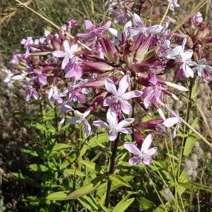 Saponaria officinalis at Paddys River, ACT - 20 Dec 2020