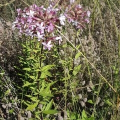 Saponaria officinalis at Paddys River, ACT - 20 Dec 2020