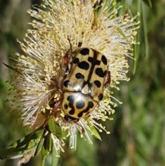 Neorrhina punctatum (Spotted flower chafer) at Paddys River, ACT - 20 Dec 2020 by trevorpreston