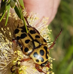 Neorrhina punctata at Paddys River, ACT - 20 Dec 2020