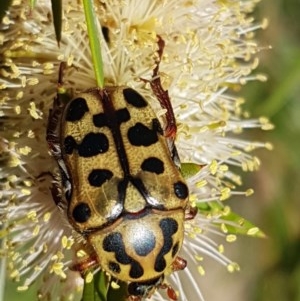 Neorrhina punctata at Paddys River, ACT - 20 Dec 2020