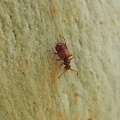 Pselaphinae (subfamily) (Pselaphine rove beetle) at Aranda, ACT - 19 Dec 2020 by CathB