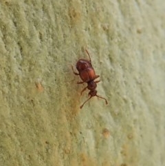 Pselaphinae (subfamily) (Pselaphine rove beetle) at Aranda, ACT - 18 Dec 2020 by CathB