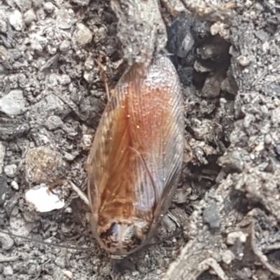 Johnrehnia contraria (Cockroach) at Namadgi National Park - 20 Dec 2020 by trevorpreston