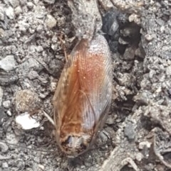 Johnrehnia contraria (Cockroach) at Paddys River, ACT - 20 Dec 2020 by tpreston