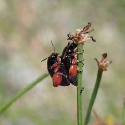 Arsipoda holomelaena (Red-legged flea beetle) at Mount Painter - 14 Dec 2020 by CathB