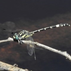 Austroepigomphus praeruptus (Twin-spot Hunter) at Forde, ACT - 20 Dec 2020 by JohnBundock