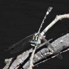 Austroepigomphus praeruptus at suppressed - 20 Dec 2020