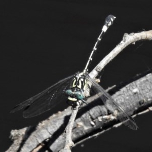 Austroepigomphus praeruptus at suppressed - 20 Dec 2020