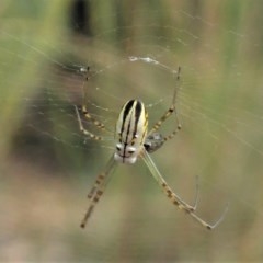 Leucauge dromedaria (Silver dromedary spider) at Aranda, ACT - 18 Dec 2020 by CathB