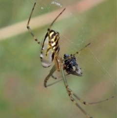 Leucauge dromedaria at Aranda, ACT - 19 Dec 2020