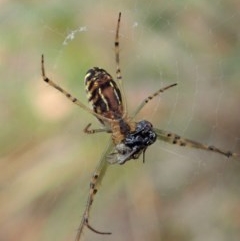 Leucauge dromedaria at Aranda, ACT - 19 Dec 2020