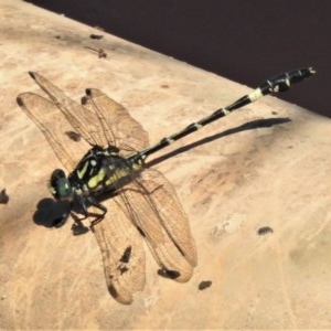 Austroepigomphus praeruptus at suppressed - 20 Dec 2020