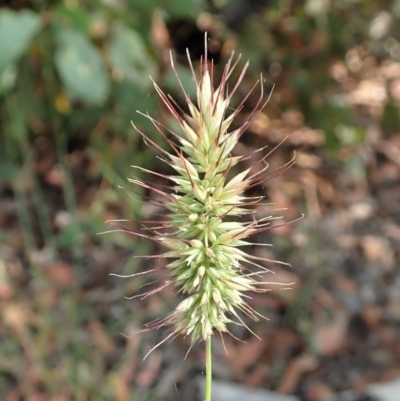 Echinopogon sp. (Hedgehog Grass) at Aranda Bushland - 18 Dec 2020 by CathB