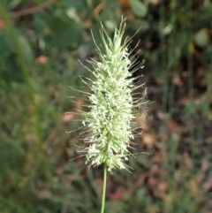 Echinopogon sp. at Aranda, ACT - 19 Dec 2020