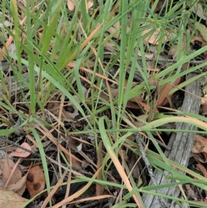 Echinopogon sp. at Aranda, ACT - 19 Dec 2020