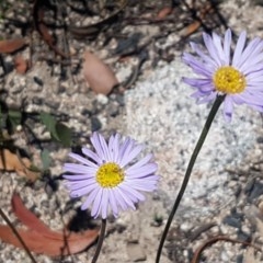 Brachyscome spathulata (Coarse Daisy, Spoon-leaved Daisy) at Paddys River, ACT - 20 Dec 2020 by tpreston