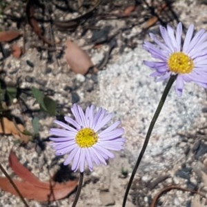 Brachyscome spathulata at Paddys River, ACT - 20 Dec 2020 02:18 PM