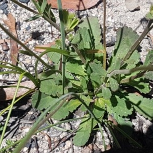 Brachyscome spathulata at Paddys River, ACT - 20 Dec 2020 02:18 PM