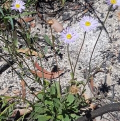 Brachyscome spathulata at Paddys River, ACT - 20 Dec 2020