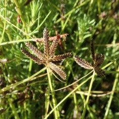 Cyperus sanguinolentus (A Sedge) at Holt, ACT - 14 Dec 2020 by CathB