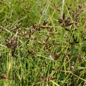 Cyperus sanguinolentus at Holt, ACT - 14 Dec 2020