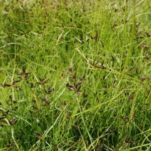 Cyperus sanguinolentus at Holt, ACT - 14 Dec 2020