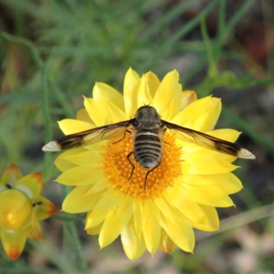 Comptosia quadripennis (a bee fly) at Mount Painter - 14 Dec 2020 by CathB