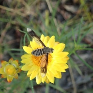 Comptosia quadripennis at Mount Painter - 14 Dec 2020 04:40 PM