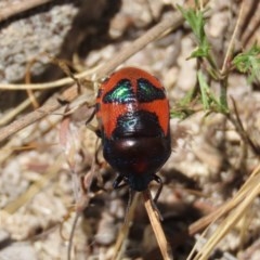 Choerocoris paganus (Ground shield bug) at Tuggeranong Hill - 20 Dec 2020 by Owen