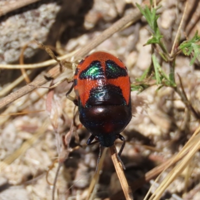 Choerocoris paganus (Ground shield bug) at Theodore, ACT - 20 Dec 2020 by owenh