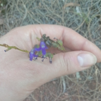 Lobelia dentata/gibbosa (Lobelia dentata or gibbosa) at Majura, ACT - 20 Dec 2020 by RachelDowney