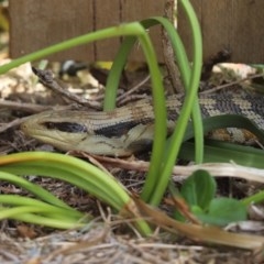 Tiliqua scincoides scincoides (Eastern Blue-tongue) at Kaleen, ACT - 19 Dec 2020 by Tammy