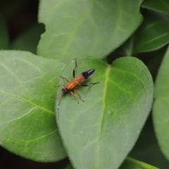 Ctenochares bicolorus (Black-tipped orange ichneumon) at Kaleen, ACT - 19 Dec 2020 by Tammy