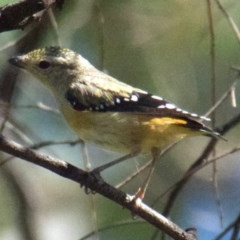 Pardalotus punctatus (Spotted Pardalote) at Red Hill Nature Reserve - 19 Dec 2020 by AdventureGirl