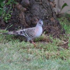 Ocyphaps lophotes (Crested Pigeon) at Kaleen, ACT - 19 Dec 2020 by Tammy