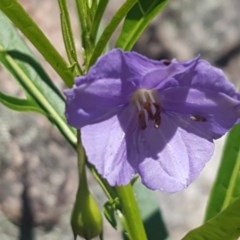 Solanum linearifolium (Kangaroo Apple) at Paddys River, ACT - 20 Dec 2020 by tpreston