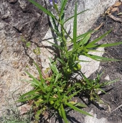 Solanum linearifolium at Paddys River, ACT - 20 Dec 2020