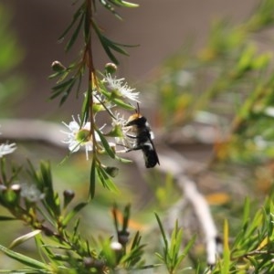 Megachile sp. (several subgenera) at Cook, ACT - 20 Dec 2020 09:38 AM