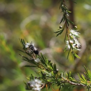 Megachile sp. (several subgenera) at Cook, ACT - 20 Dec 2020